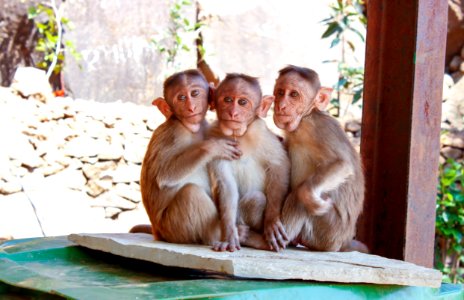 3 Monkeys On Brown Wooden Palette photo
