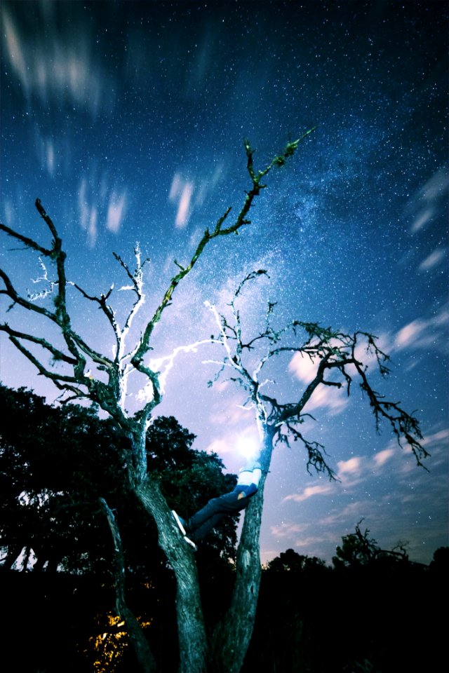 Brown Tree During Dawn