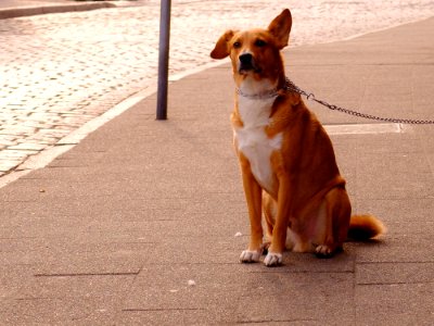Orange And White Short Coat Dog Sitting photo