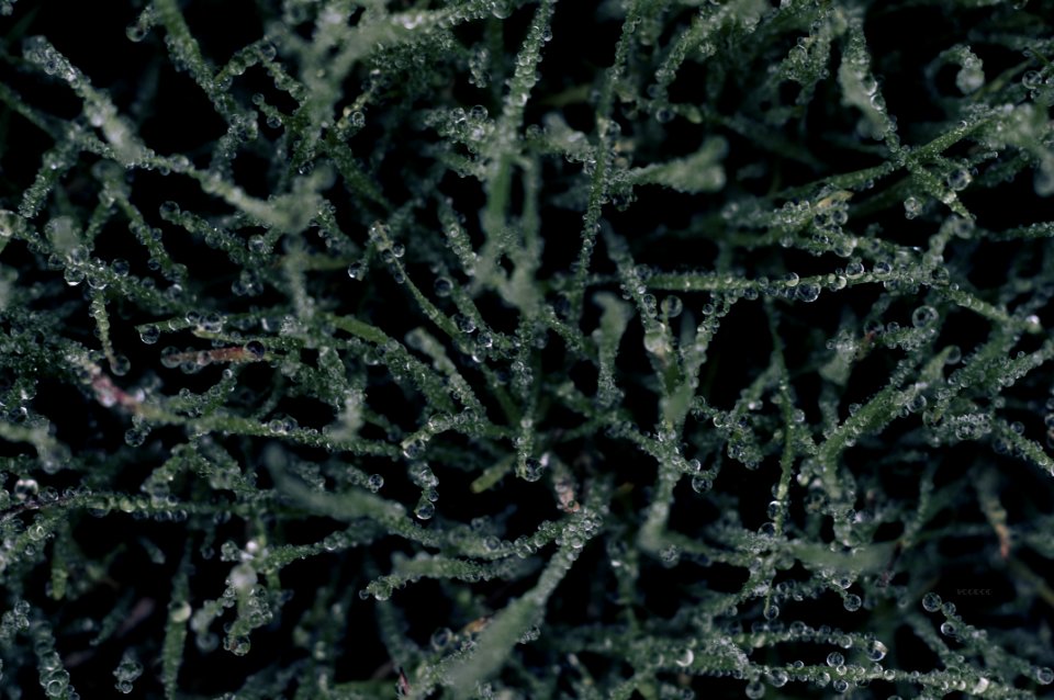 Green Substance With Water Droplets