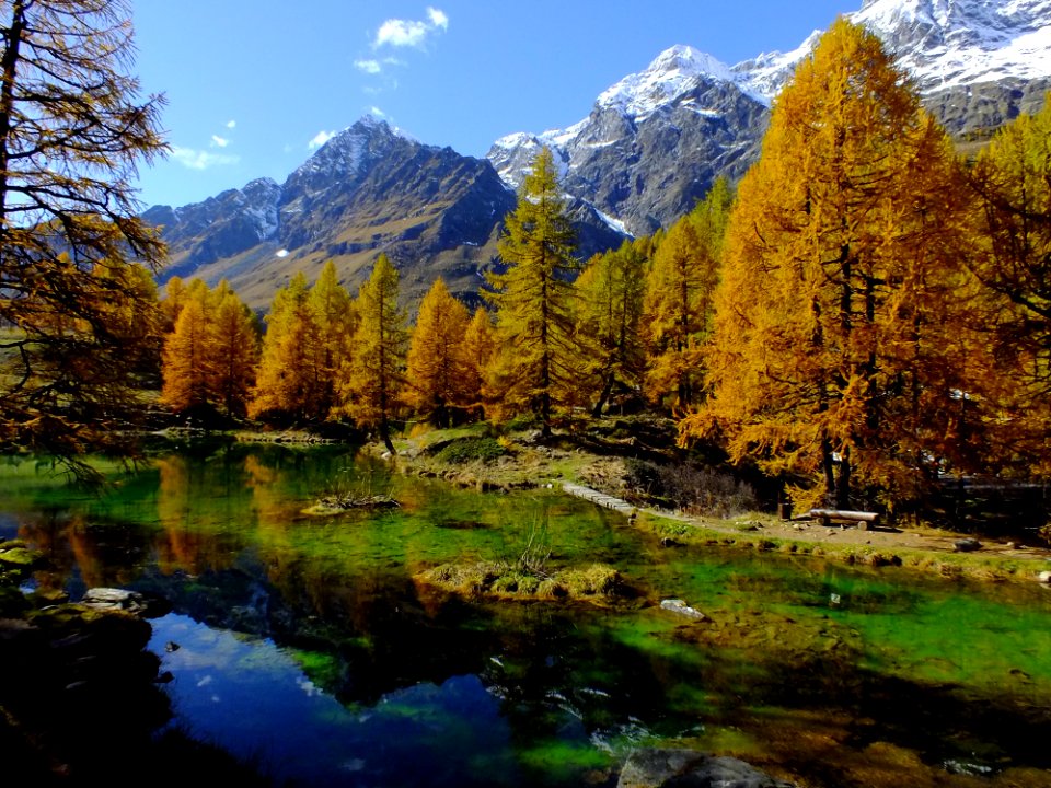 Trees Near The Mountains