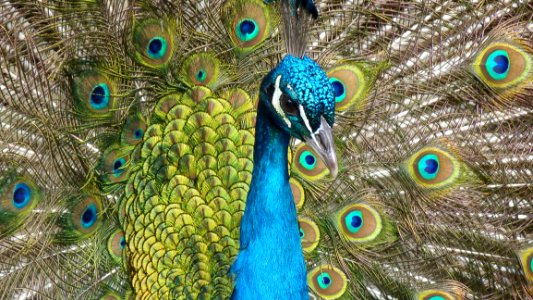 Blue Peacock photo