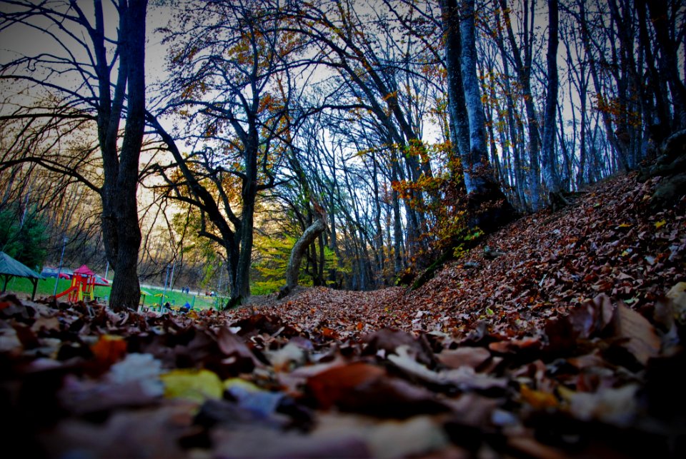 Close Up Photography Of Brown Dried Leaf Inside Forest During Day Time
