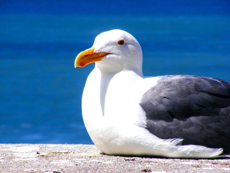 White And Black Bird On Grey Pavement Near Water