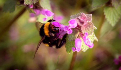 Bumble Bee On Pink Floower photo