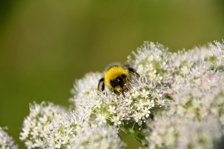 Bumble Bee On White Flowers photo