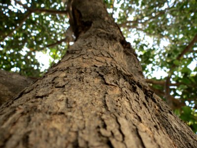 Brown Tree Trunk