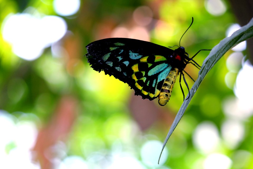 Blue Black Yellow Butterfly