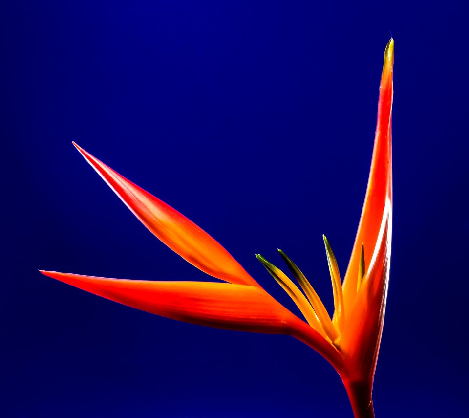 Close-Up Photo Of Orange Flower