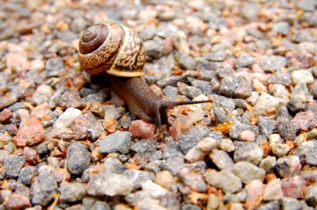 Brown Snail On Brown Pebbles photo