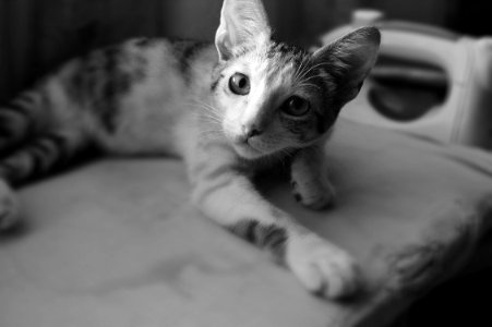 Black And White Photo Of Cat photo