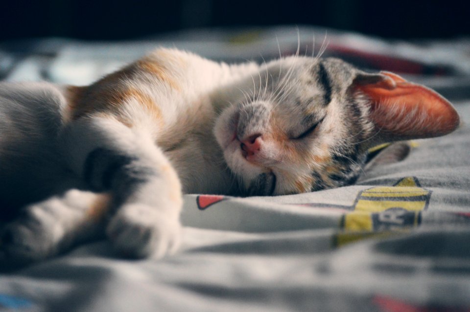 White Orange And Gray Tabby Cat Lying On Gray Textile