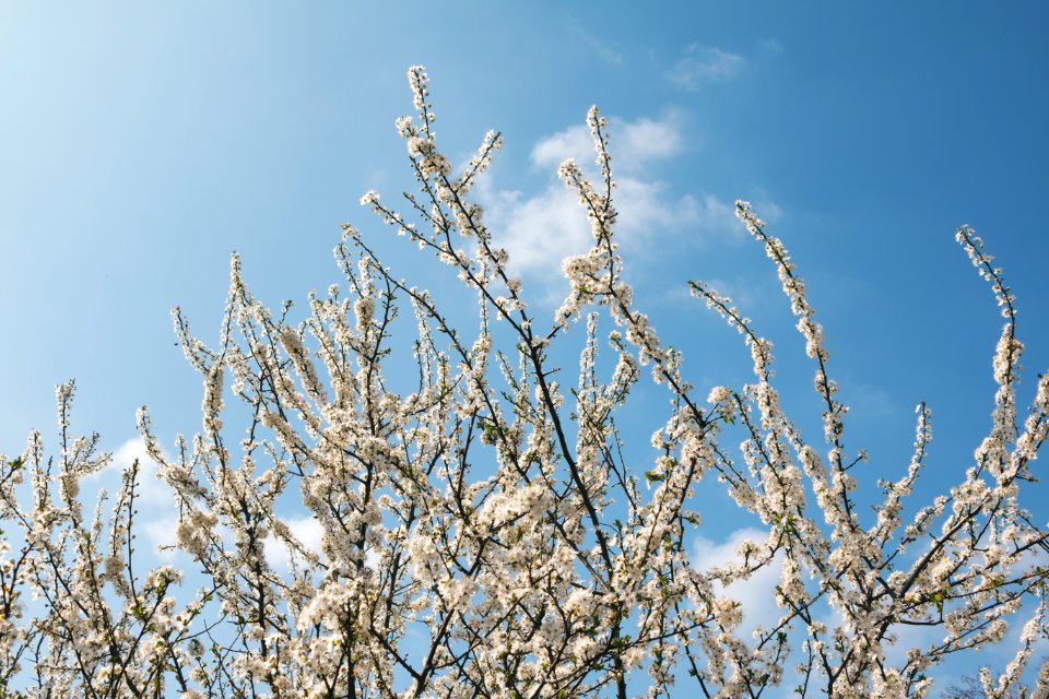 White Petal Flower During Day Time