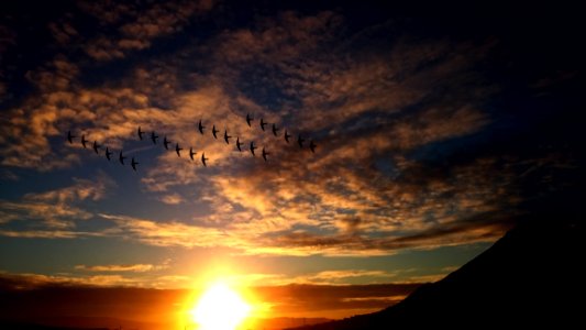 4 Rosw Of Birds Flying