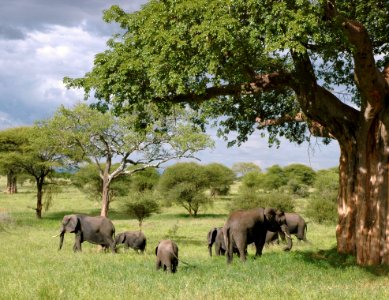 Gray Elephant Herd Under Green Tree On Green Grass Fields During Daytime photo
