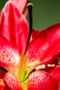 Red Yellow And Black Orchid