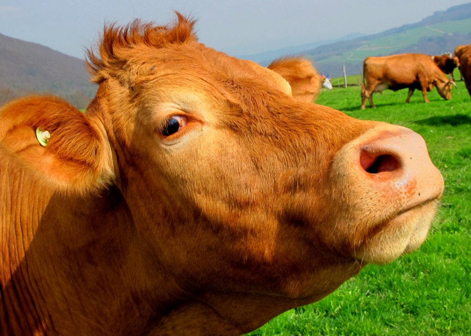 Brown Cow In Green Grass Field