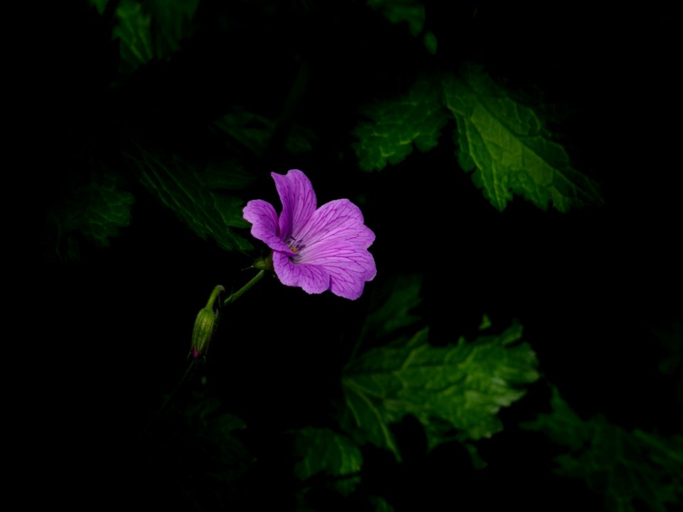 Pink Petal Flower