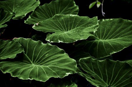 Green Heart Shape Leaf photo