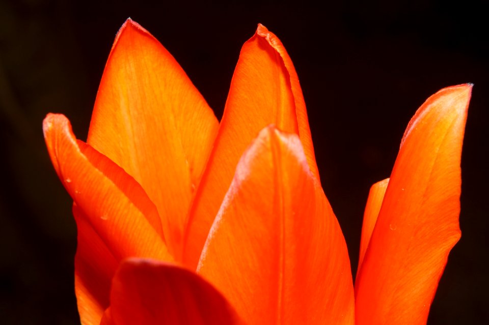 Orange Flower In Bloom