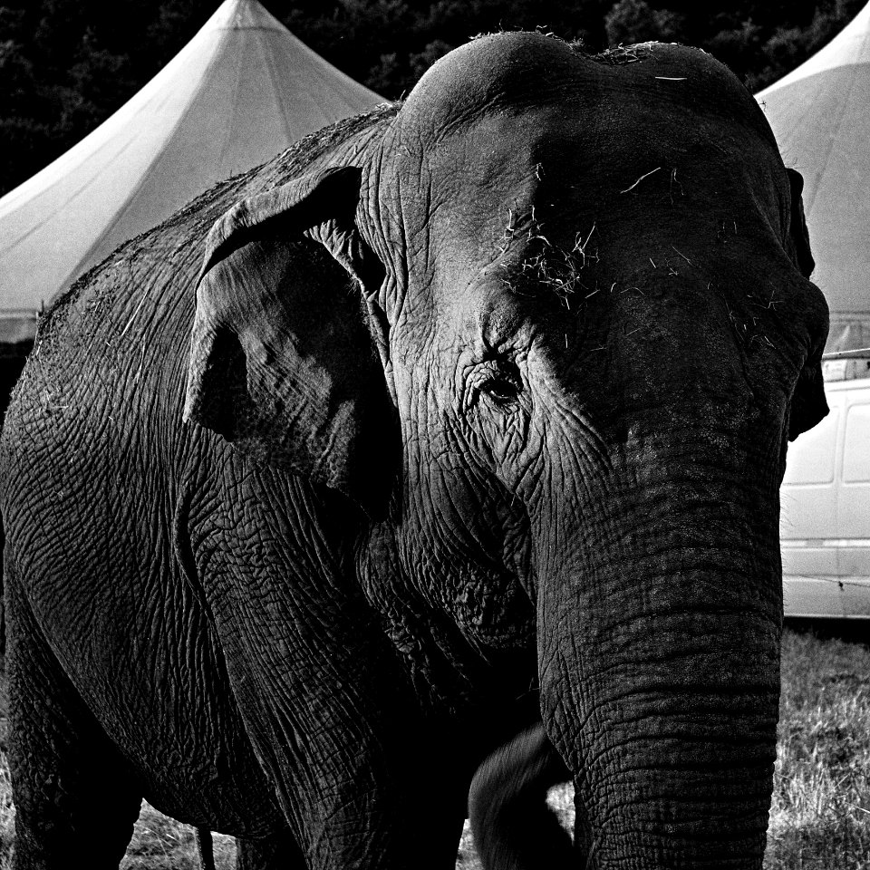 Elephant Vertebrate Nature Elephants And Mammoths