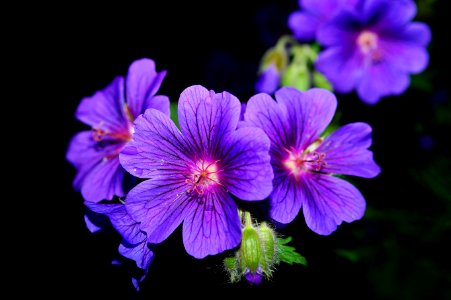 Purple 5 Petaled Flower Close Up Photography