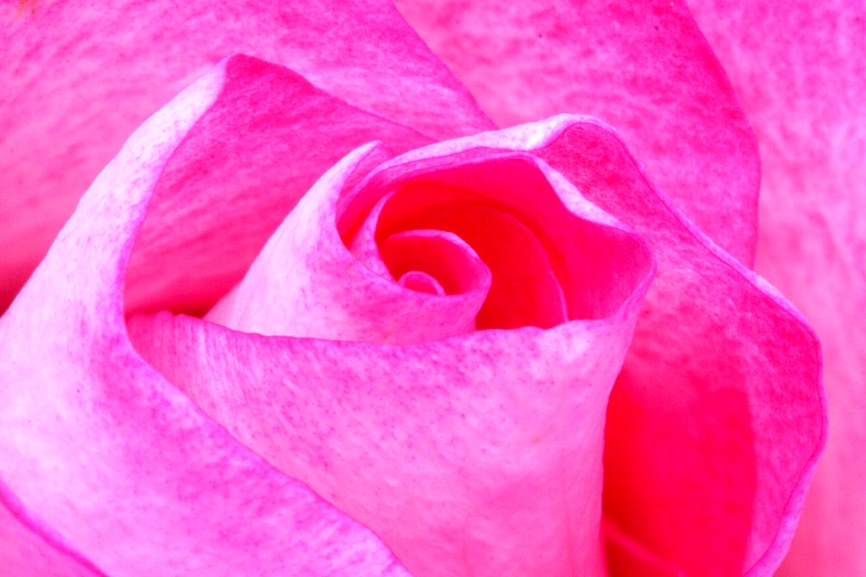 Pink Flower