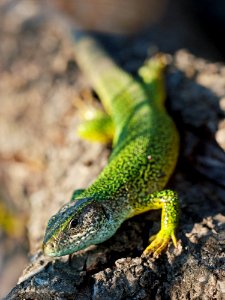 Green Speckled Lizard On Grey Rock