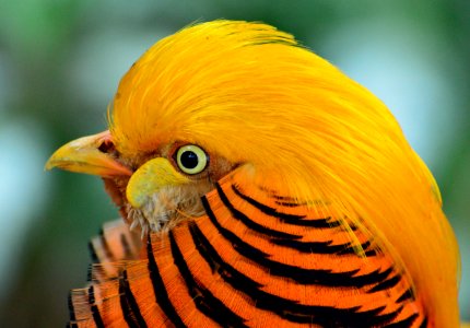 Yellow Black And Orange Bird Head photo