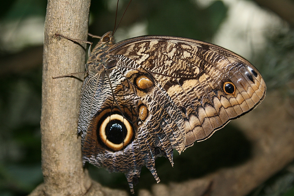 Caterpillar flower owl butterfly