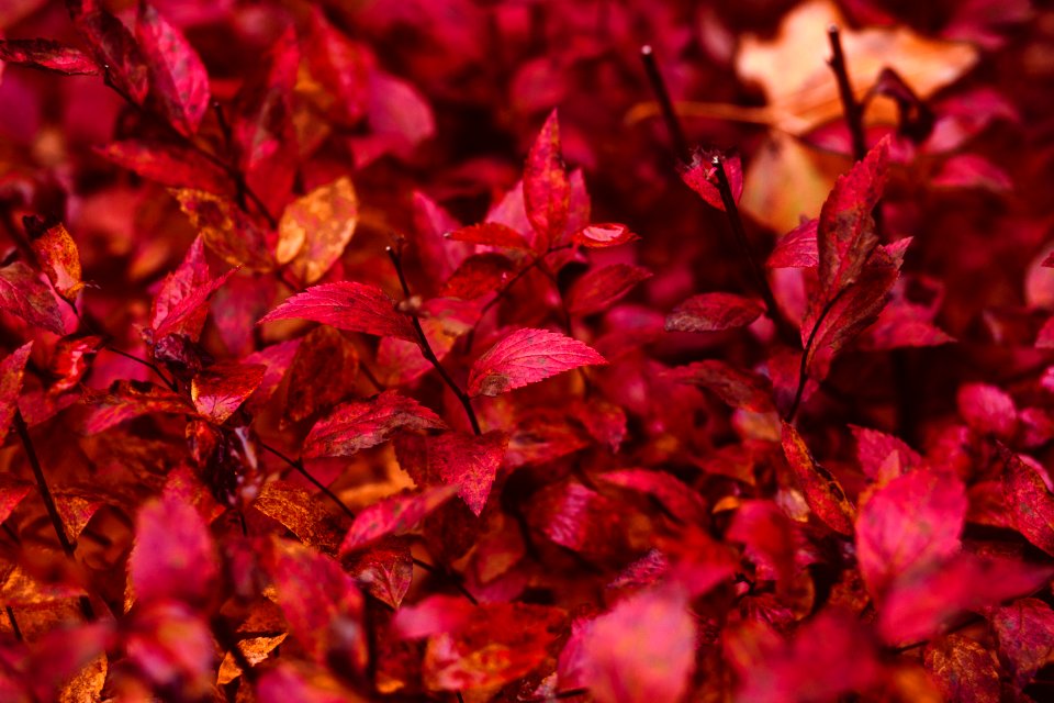 Red Leaf Plant