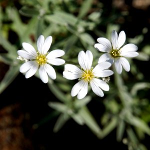 Small Blossoms