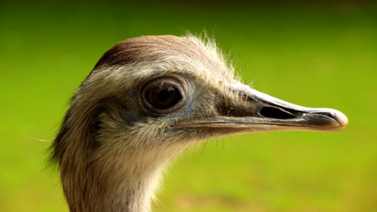 Close Up Photo Graphy Of Ostrich Head photo