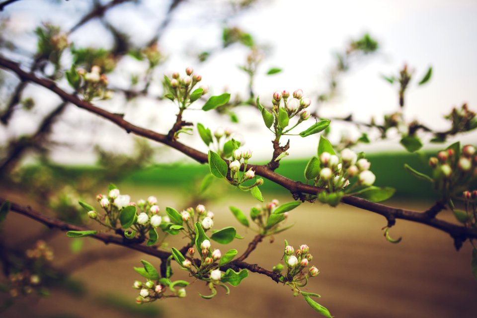 Apple Tree Flowers