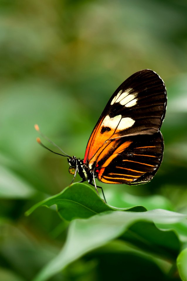 Orange White And Black Butterfly On Green Leaf