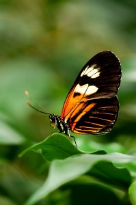 Orange White And Black Butterfly On Green Leaf photo