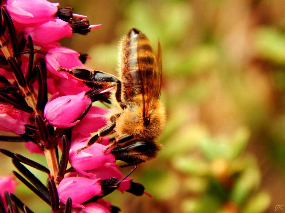 Close Up Photo Of Honeybess Perching On Pink Flower Buds