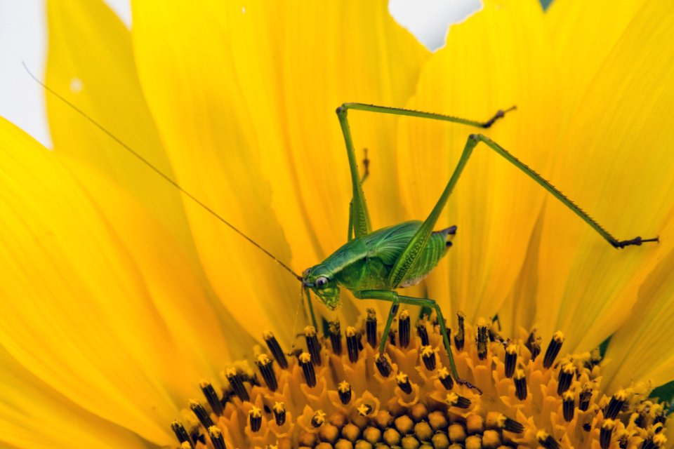Green Grasshopper On Yellow And Black Flower