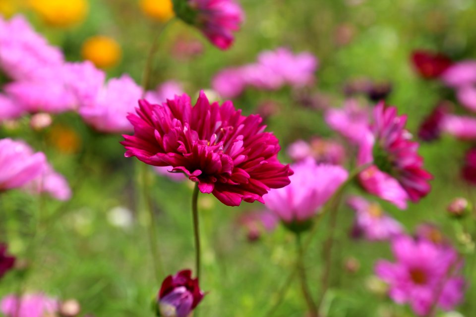 Red Petaled Flower Blooming During Daytime