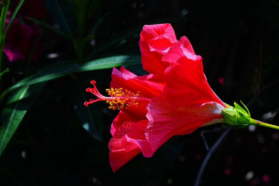 Bloom red marshmallow