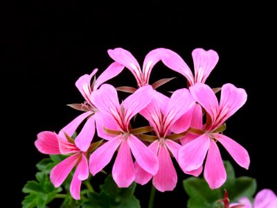 Pink Geranium Flower photo