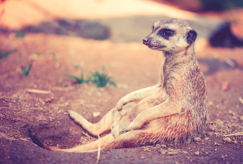 Tan And Grey Animal Sitting On Ground
