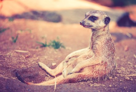 Tan And Grey Animal Sitting On Ground photo