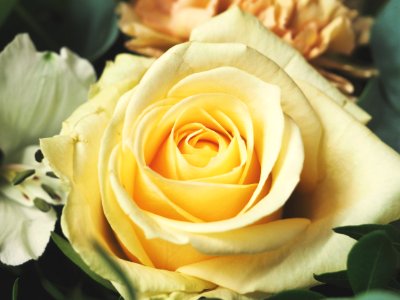 Pale Yellow Rose