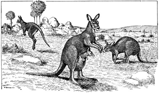Kangourous