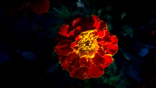 Red And Yellow Full Bloomed Flower