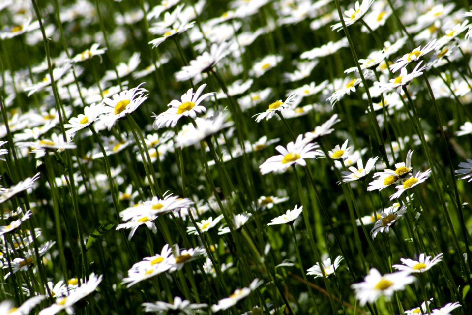 White Petaled Flower