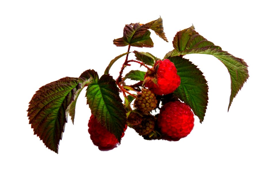 Strawberry Fruit