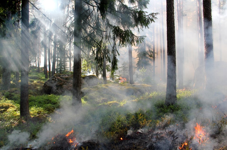 Silhouette Of Bare Trees Surrounded Fire At Daytime