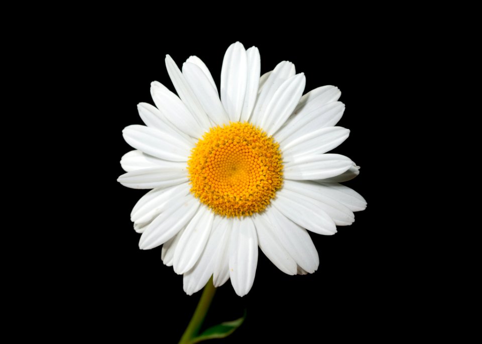 Daisy
